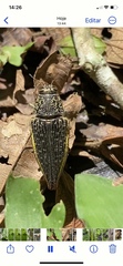 Psiloptera