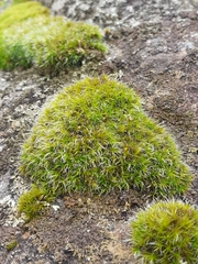 Grimmia pulvinata