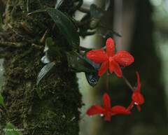 Cattleya coccinea