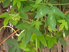 Passiflora edulis