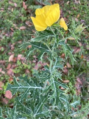 Argemone mexicana