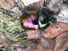 Trypocopris pyrenaeus