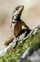Tropidurus torquatus