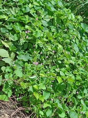 Antigonon leptopus