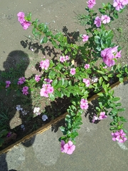 Catharanthus roseus roseus