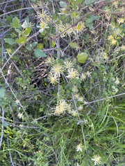 Clematis pauciflora