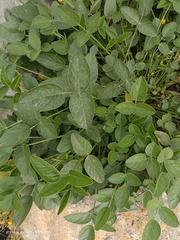 Bituminaria bituminosa