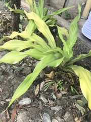 Crinum asiaticum