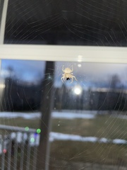 Araneus cavaticus