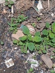 Lissachatina fulica