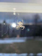 Araneus cavaticus