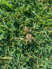 Neoscapteriscus borellii