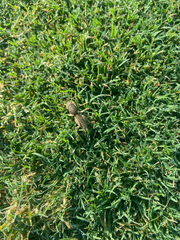 Neoscapteriscus borellii