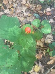 Malvaviscus arboreus