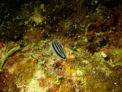 Phyllidiopsis xishaensis