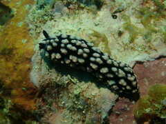 Phyllidiella