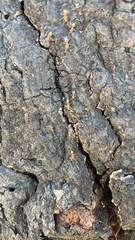 Liometopum occidentale