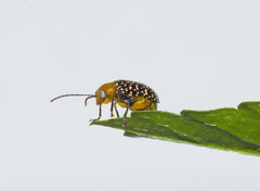 Blepharida
