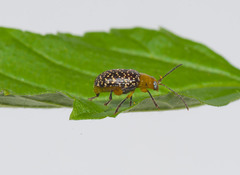 Blepharida