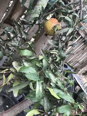 Punica
