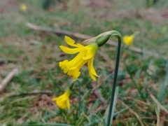 Narcissus minor asturiensis