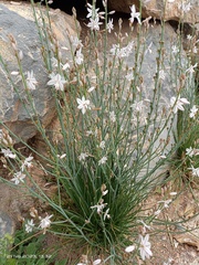Asphodelus fistulosus