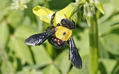 Xylocopa pubescens