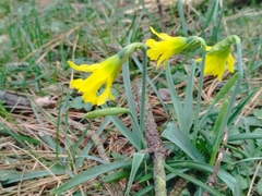 Narcissus minor asturiensis