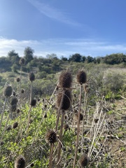 Dipsacus sativus