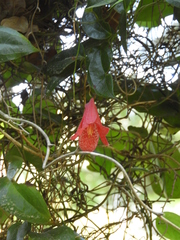 Lapageria rosea
