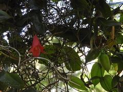 Lapageria rosea