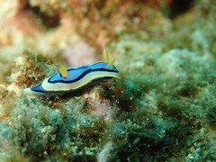 Chromodoris elisabethina