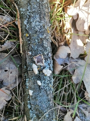 Schizophyllum commune