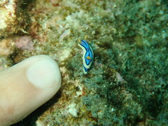 Chromodoris elisabethina