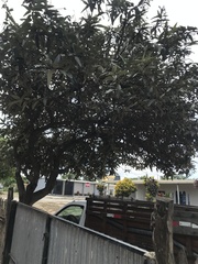 Colicodendron scabridum