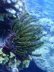 Crinoidea