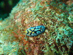 Phyllidia picta