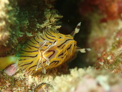 Halgerda willeyi