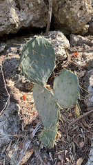Opuntia robusta