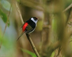 Ilicura militaris