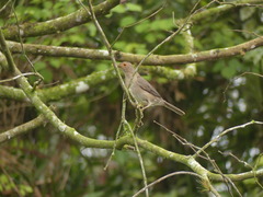 Turdus maculirostris
