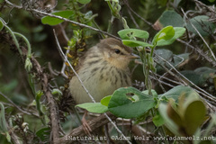 Prinia hypoxantha