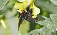 Xylocopa pubescens