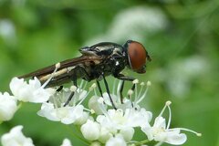 Chrysogaster solstitialis