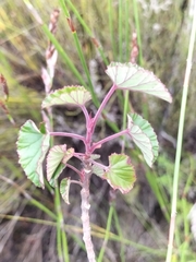 Pelargonium cordifolium