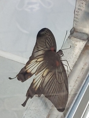 Pachliopta pandiyana