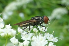 Chrysogaster solstitialis