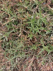 Amaranthus muricatus