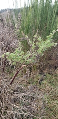 Lupinus arboreus