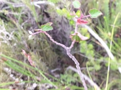 Pelargonium cordifolium